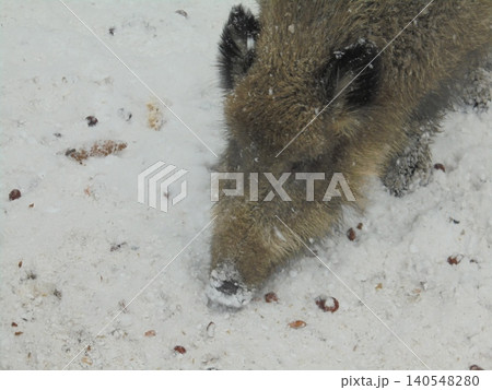 A detail on the head of a wildboar digging through the snow to get food A detail on the head of a wildboar digging through the snow to get food 140548280