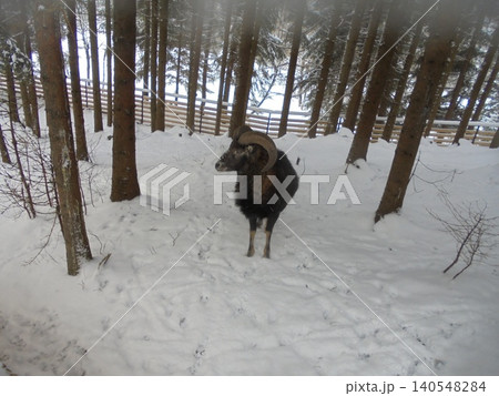 A male musmon with thick dark fur in his snow-covered enclosure A male musmon with thick dark fur in his snow-covered enclosure 140548284