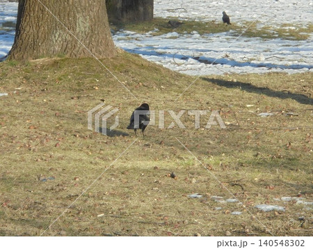 Rook bird sitting on the meadow during snowless winter Rook bird sitting on the meadow during snowless winter 140548302