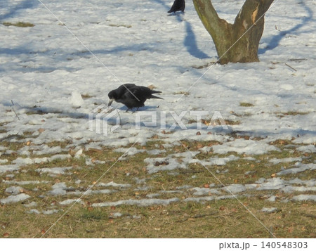 Rook bird searching for food on the meadow in the remainders of snow 140548303