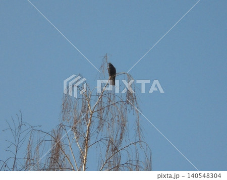 Rook bird sitting on the very top of a birch tree under blue sky Rook bird sitting on the very top of a birch tree under blue sky 140548304