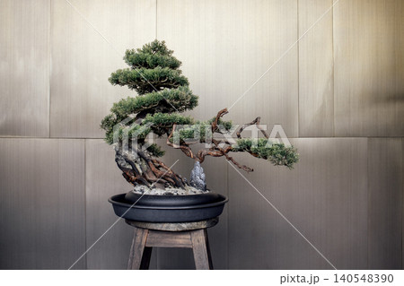 Bonsai tree with intricate branches and lush green foliage displayed in a black pot on a wooden stand against a textured metallic wall background Bonsai tree with intricate branches and lush green foliage displayed in a black pot on a wooden stand against a textured metallic wall background 140548390