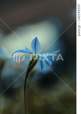 可憐なハナニラの花 可憐なハナニラの花 140548597