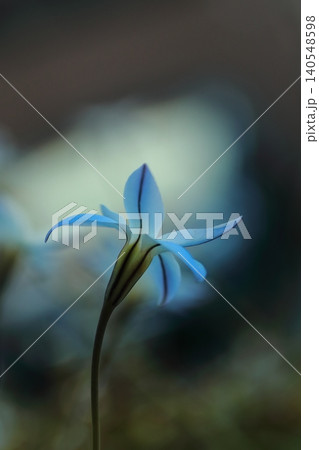 可憐なハナニラの花 可憐なハナニラの花 140548598