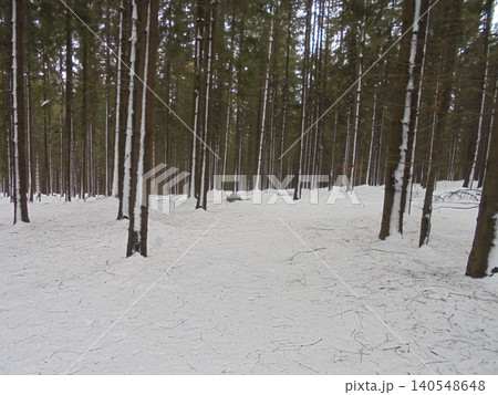 Serene winter scene: snowy spruce forest with trees covered by snow Serene winter scene: snowy spruce forest with trees covered by snow 140548648
