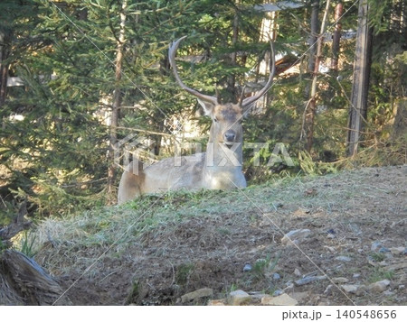 Male specimen of the fallow deer species resting on a forest clearing 140548656
