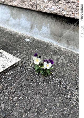 道端に咲いた、ど根性ミニパンジー 140548688