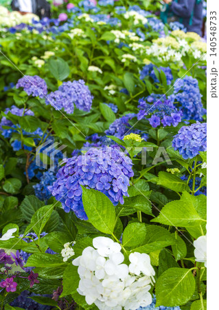 長谷寺の紫陽花（鎌倉） 140548733