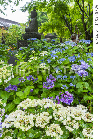 長谷寺の紫陽花(鎌倉) 長谷寺の紫陽花(鎌倉) 140548736