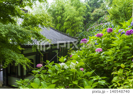 長谷寺の紫陽花(鎌倉) 長谷寺の紫陽花(鎌倉) 140548740