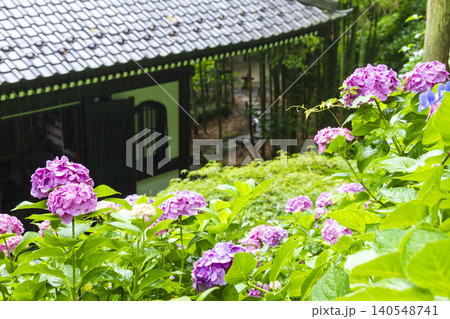 長谷寺の紫陽花(鎌倉) 長谷寺の紫陽花(鎌倉) 140548741
