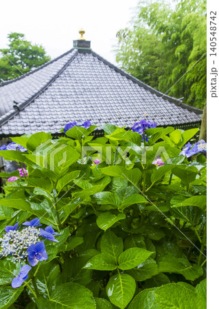 長谷寺の紫陽花(鎌倉) 長谷寺の紫陽花(鎌倉) 140548742