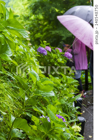 長谷寺の紫陽花(鎌倉) 長谷寺の紫陽花(鎌倉) 140548750