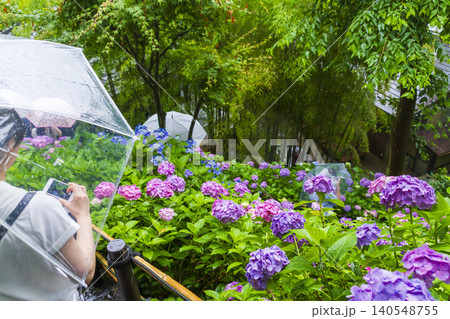 長谷寺の紫陽花（鎌倉） 140548755