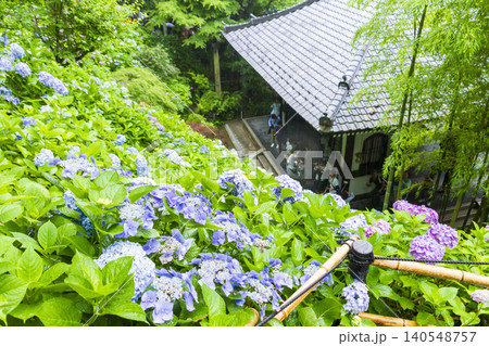 長谷寺の紫陽花(鎌倉) 長谷寺の紫陽花(鎌倉) 140548757