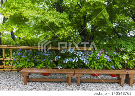 長谷寺の紫陽花(鎌倉) 長谷寺の紫陽花(鎌倉) 140548762