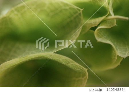 Close-up of green leaves with intricate veins and soft textures, showcasing natural patterns and details in a blurred background of foliage Close-up of green leaves with intricate veins and soft textures, showcasing natural patterns and details in a blurred background of foliage 140548854