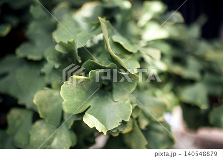 Close-up view of green ginkgo biloba leaves with unique fan-shaped structure and subtle yellow edges, showcasing natural foliage in a blurred background Close-up view of green ginkgo biloba leaves with unique fan-shaped structure and subtle yellow edges, showcasing natural foliage in a blurred background 140548879