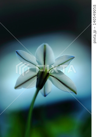 白いハナニラの花 白いハナニラの花 140549058