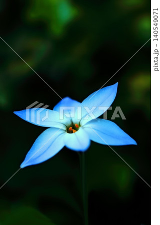 青いハナニラの花 青いハナニラの花 140549071
