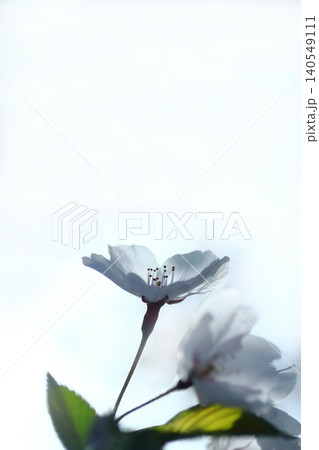 可憐なアクラの花 可憐なアクラの花 140549111
