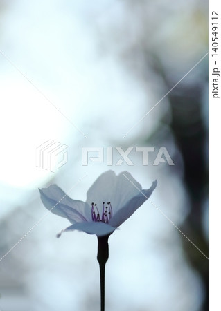 一輪の白いサクラの花びら 一輪の白いサクラの花びら 140549112