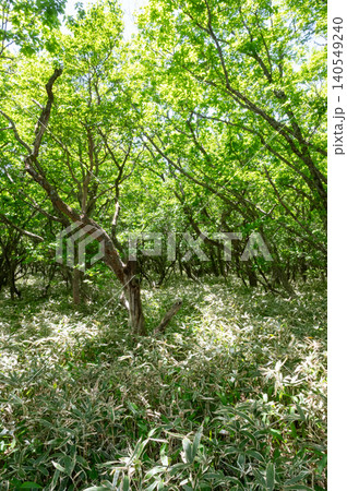 新緑の森の中の風景 新緑の森の中の風景 140549240