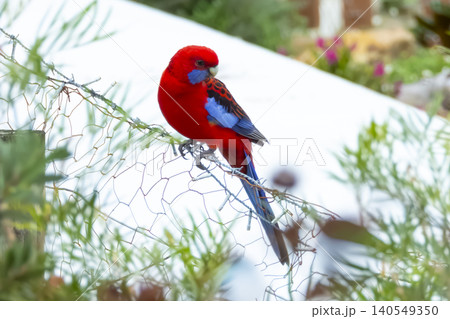 A Crimson Rosella bird standing on a fence in a domestic garden A Crimson Rosella bird standing on a fence in a domestic garden 140549350