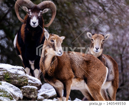 Young Mountain Sheep And Ram Young Mountain Sheep And Ram 140549550