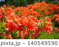 袴越のレンゲツツジ群生地（長野県松本市） 140549590