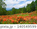 袴越のレンゲツツジ群生地（長野県松本市） 140549599