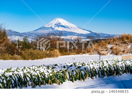 【静岡県】降雪した野菜畑越しに見る富士山 140549635