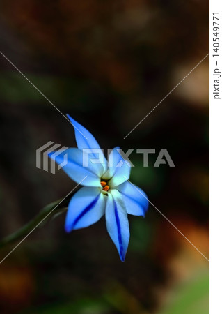 青いハナニラの花 青いハナニラの花 140549771
