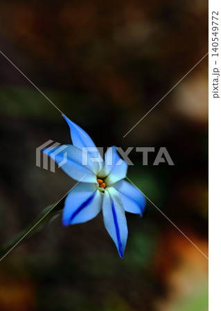 青いハナニラの花 140549772