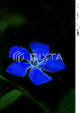 青いツルニチニチソウ花 青いツルニチニチソウ花 140549807