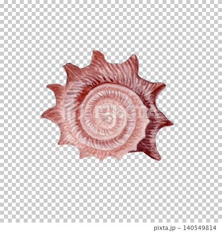 Watercolor spiral seashell illustration isolated on white. Hand painted marine shell in soft pink tones. Coastal element for beach decor, summer stationery, wedding invitations and nautical designs 140549814