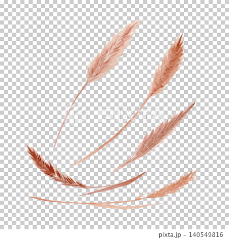 Watercolor pampas grass set, dried reed stems. Hand painted boho floral illustration isolated on white background. Perfect for wedding stationery, invitations, nursery decor, patterns and boho designs 140549816