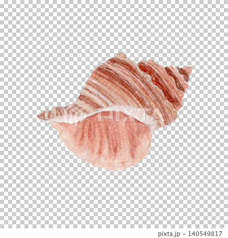 Watercolor seashell illustration isolated on white. Hand painted marine shell in soft natural tones. Coastal element for beach decor, summer stationery, wedding invitations and nautical designs 140549817