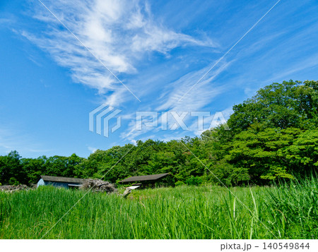 初夏の青空  森林公園 140549844