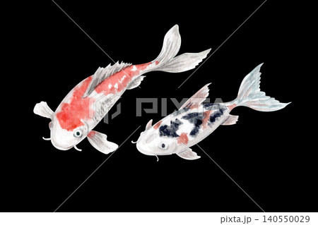 Hand painted watercolor koi fish isolated on black background. Elegant oriental carps with soft red black markings, minimal Asian aesthetic illustration perfect for zen branding, spa design, prints Hand painted watercolor koi fish isolated on black background. Elegant oriental carps with soft red black markings, minimal Asian aesthetic illustration perfect for zen branding, spa design, prints 140550029