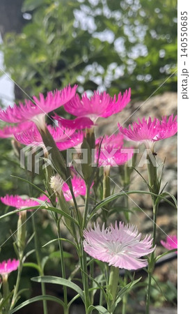 鮮やかに咲くピンクと白のナデシコの花 140550685
