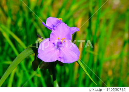 青紫色のムラサキツユクサの花 青紫色のムラサキツユクサの花 140550785