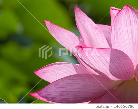 日に透ける蓮の花びら 日に透ける蓮の花びら 140550786