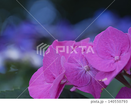 赤い額紫陽花 140550793