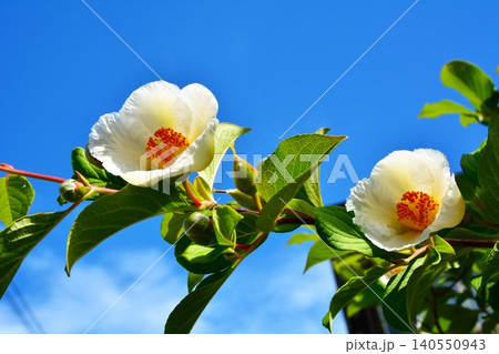夏の青空に咲く白い夏椿の花 夏の青空に咲く白い夏椿の花 140550943