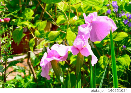 夏に咲く可憐な花菖蒲の花 夏に咲く可憐な花菖蒲の花 140551024