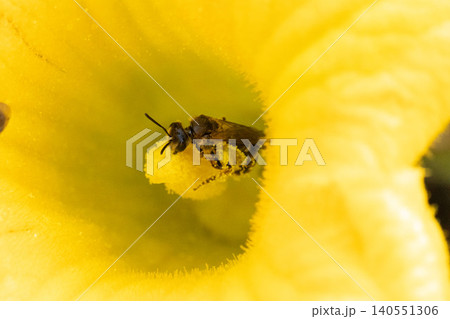 カボチャの花の雄しべにとまるコハナバチ カボチャの花の雄しべにとまるコハナバチ 140551306