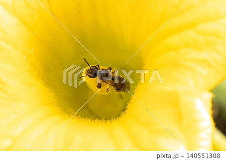 カボチャの花で活動するコハナバチ カボチャの花で活動するコハナバチ 140551308