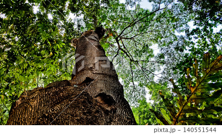 close-up view of a tree with its canopy close-up view of a tree with its canopy 140551544