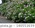 あじさい　紫陽花　京都　さすてな京都　伏見　クリーンセンター　花　梅雨　群生　 140551639
